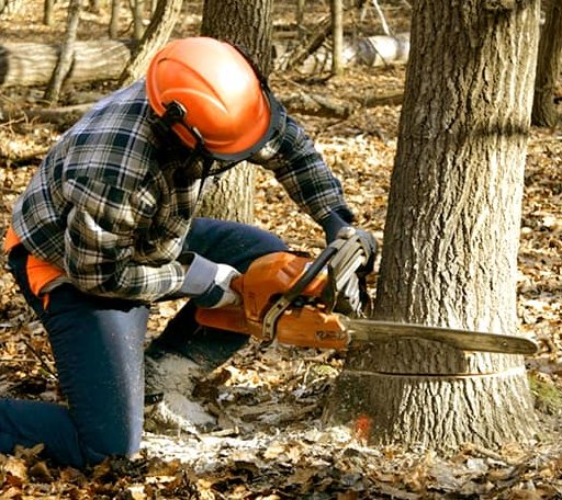 Tree Removal in Custer City, OK